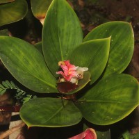 Costus erythrophyllus Loes.